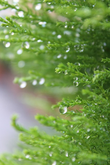 Free Nature Green photo and picture