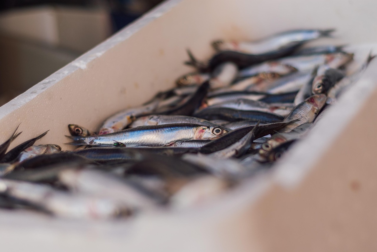 Sardines Fish Little Free photo on Pixabay Pixabay