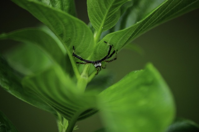 Monsoon Nature India - Free photo on Pixabay - Pixabay