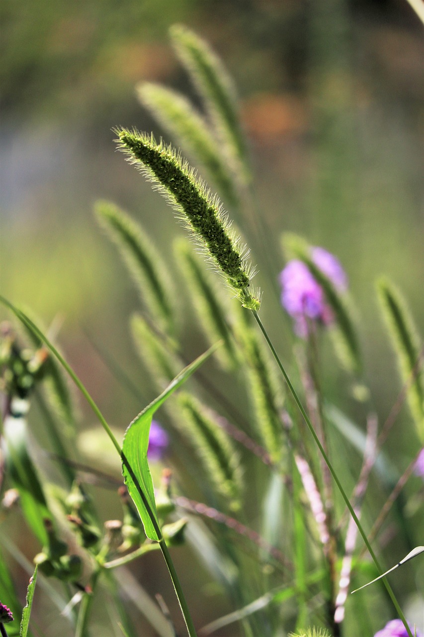 自然 植物 草地 - Pixabay上的免费照片 - Pixabay
