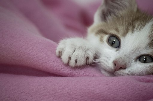 Katze, Niedlich, Tier, Süß, Jung