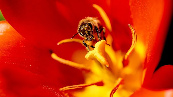 Free Bee Flower photo and picture