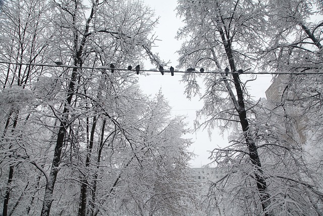 Free Russian Winter White Snow photo and picture