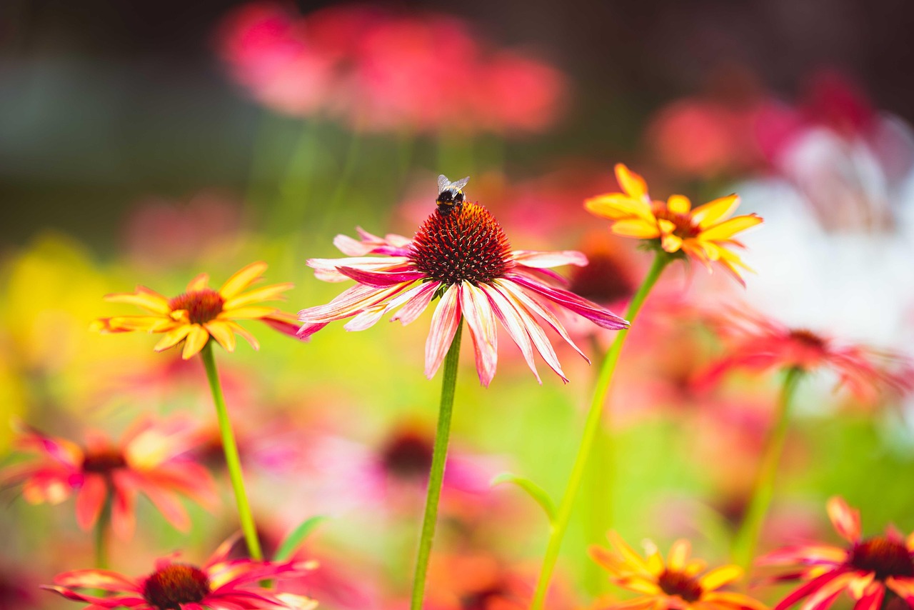 Fall Summer Bee Summer Bee Insect - Free photo on Pixabay - Pixabay