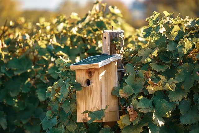 Free The Vita Vineyard photo and picture