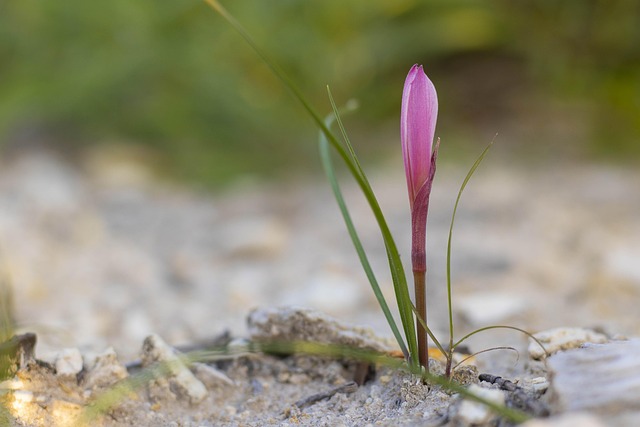 Free Flower Ground photo and picture