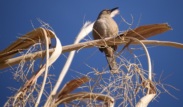 Free Bird Nature photo and picture