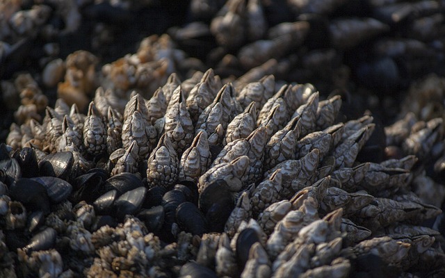Free Barnacle Sea Life photo and picture
