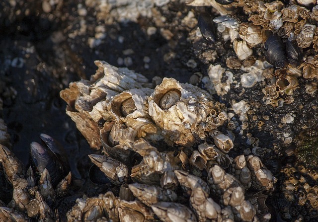 Free Barnacles Sea Life photo and picture