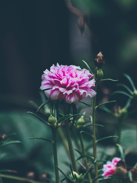 Blomster, Hjem Haven, Blomst Tapet