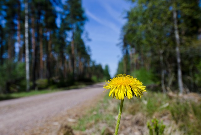Free Dandelion Road photo and picture