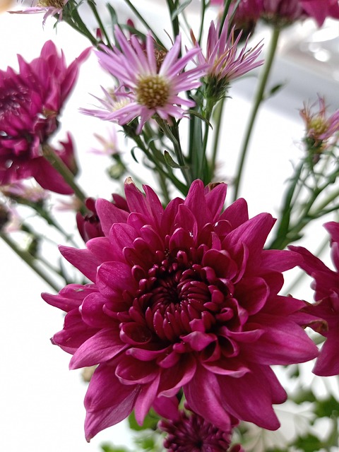 Free Flower Pink photo and picture