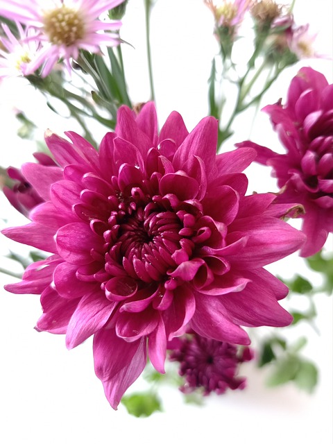 Free Flower Pink photo and picture