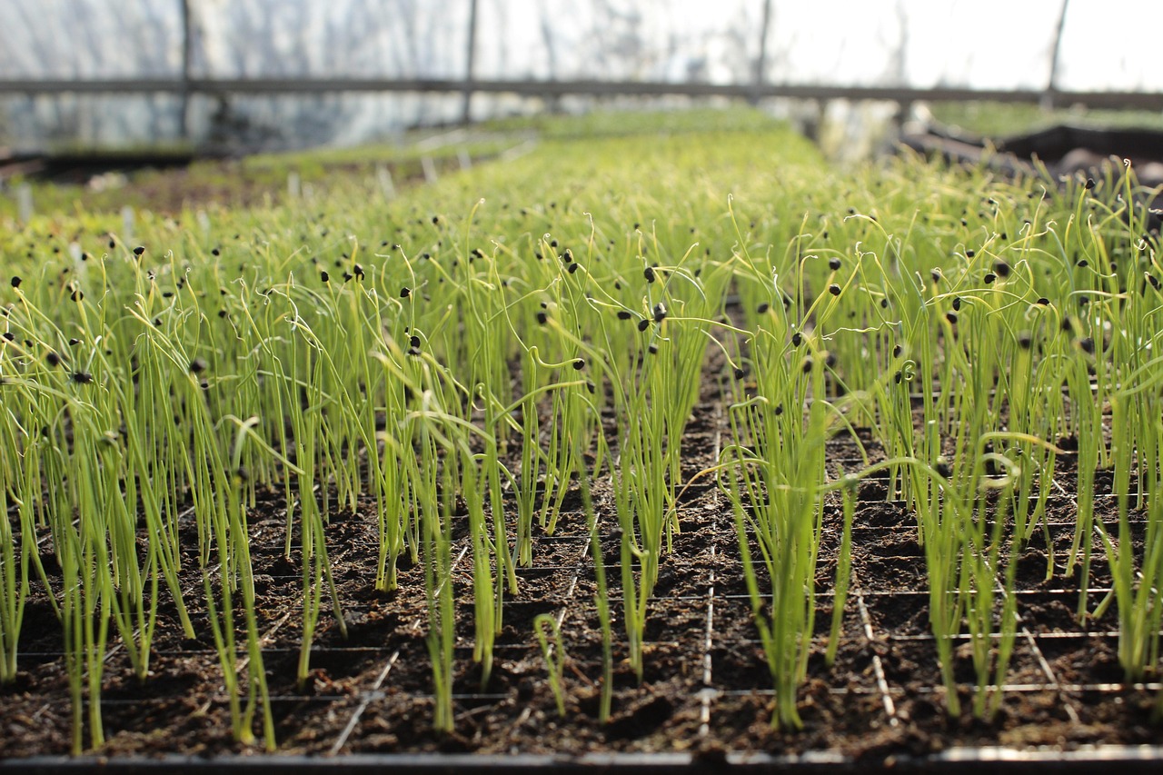garlic, garden, growing, vegetables, nutrition, food, nature, vegetarian, organic, healthy, polytunnel, agriculture, farming, green, baby, polytunnel, polytunnel, polytunnel, polytunnel, polytunnel
