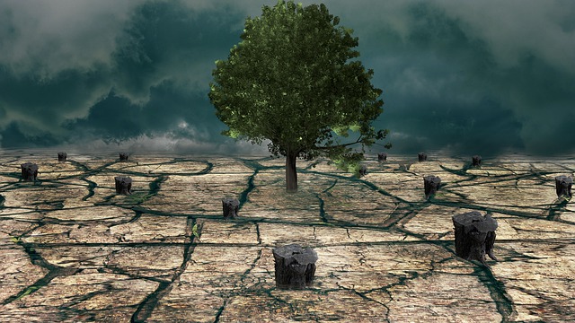 Klimaatbescherming, Droogte, Boom, Droog