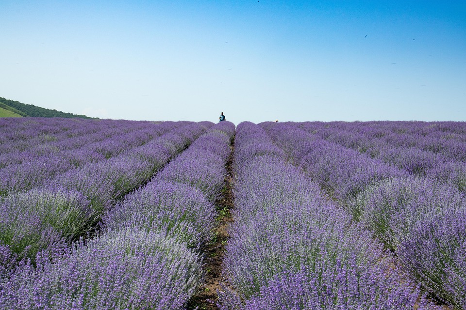Bluhende Lavendel Sommer Lila Kostenloses Foto Auf Pixabay