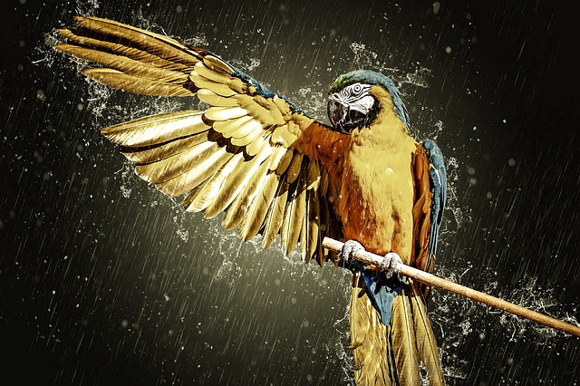 Download free HD stock image of Ara Parrot Free ara parrot yellow macaw illustration
