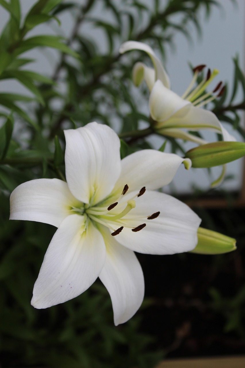 Desenho De Flor De Lirio Branco