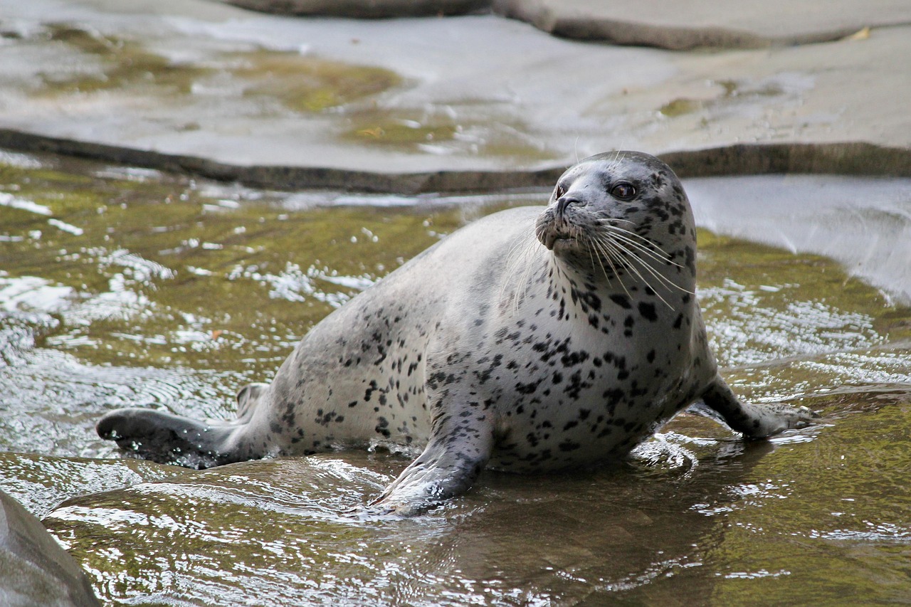 超过 5000 张关于“Seal End”和“海豹”的免费图片 - Pixabay