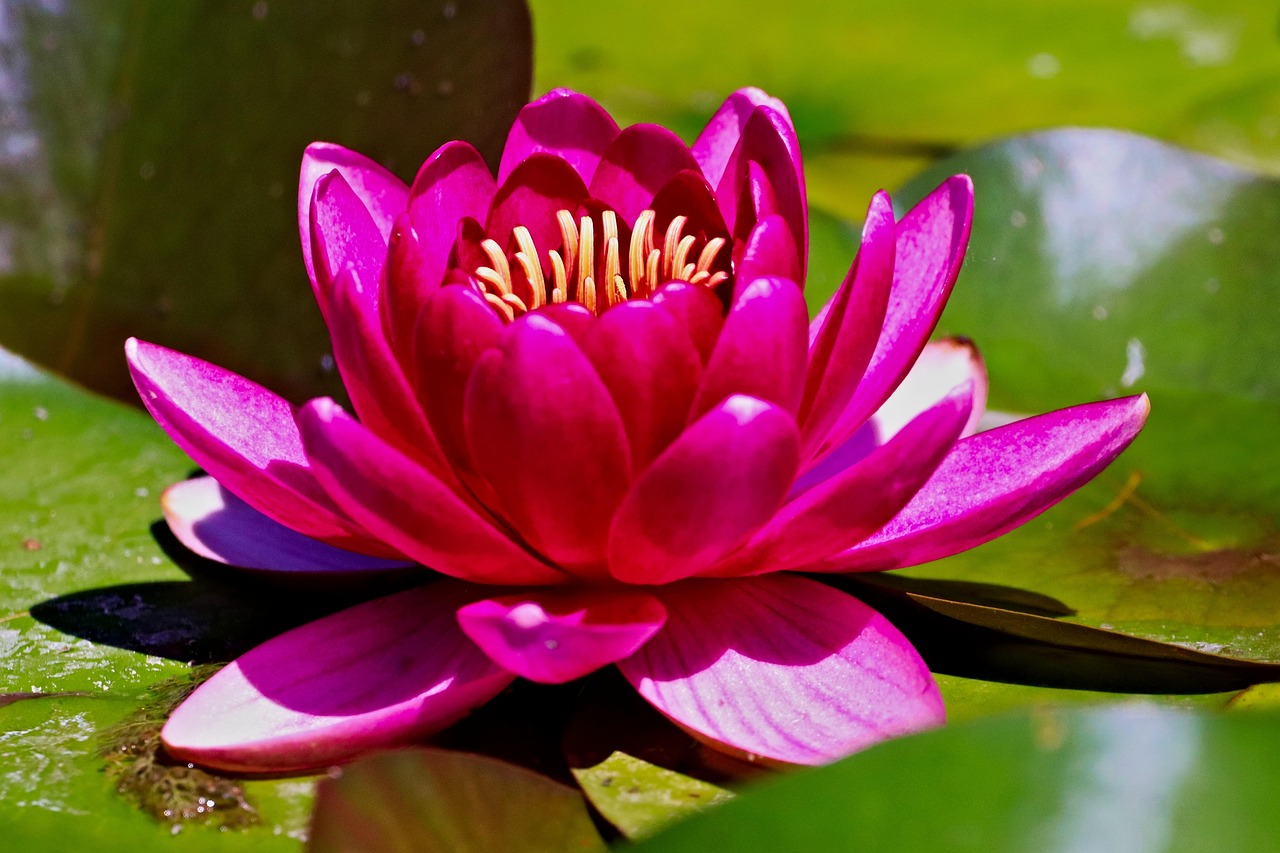 Waterlily Flower Bloom Free photo on Pixabay