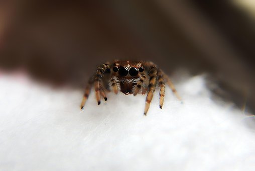 Spinne, Web, Spinnentier, Arachnophobie