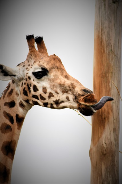 Free Giraffe Emmen photo and picture