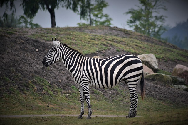 Free Zebra Close Up photo and picture