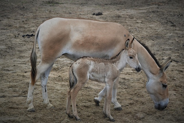 Free Emmen Zoo photo and picture