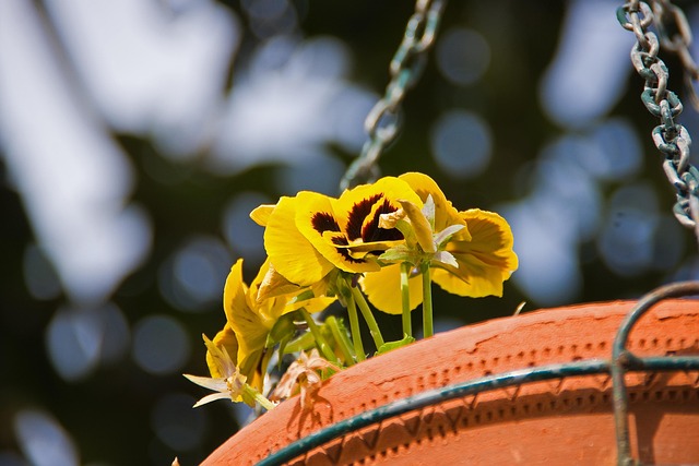 Free Flowers Vase photo and picture