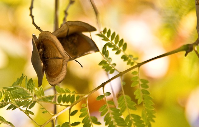 Free Leaves Winter photo and picture