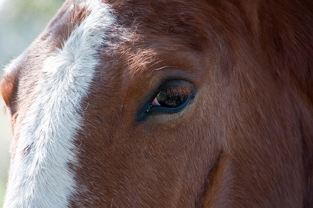 Free Horse Nature photo and picture