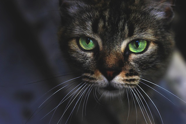 Katze, Katzenartig, Tiere, Maskottchen