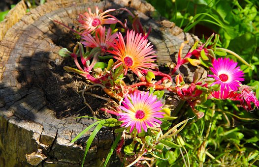 Free Flowers Daisies photo and picture