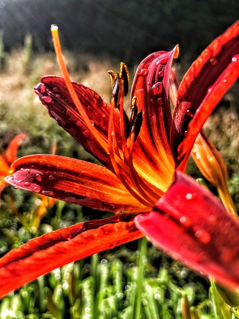 Free Feuerlilie Flower photo and picture