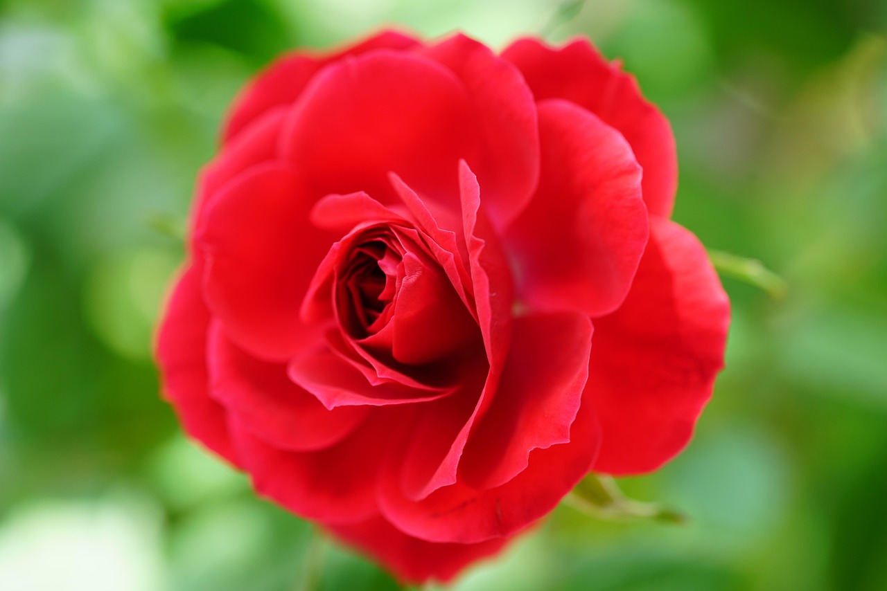 장미 빨간색 꽃 - Pixabay의 무료 사진 - Pixabay