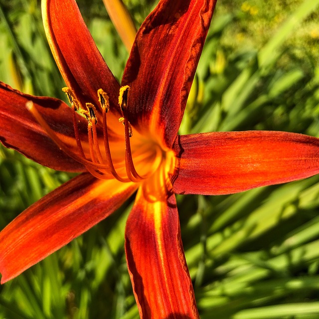 50+ kostenlose Feuerlilie und Blume-Bilder - Pixabay
