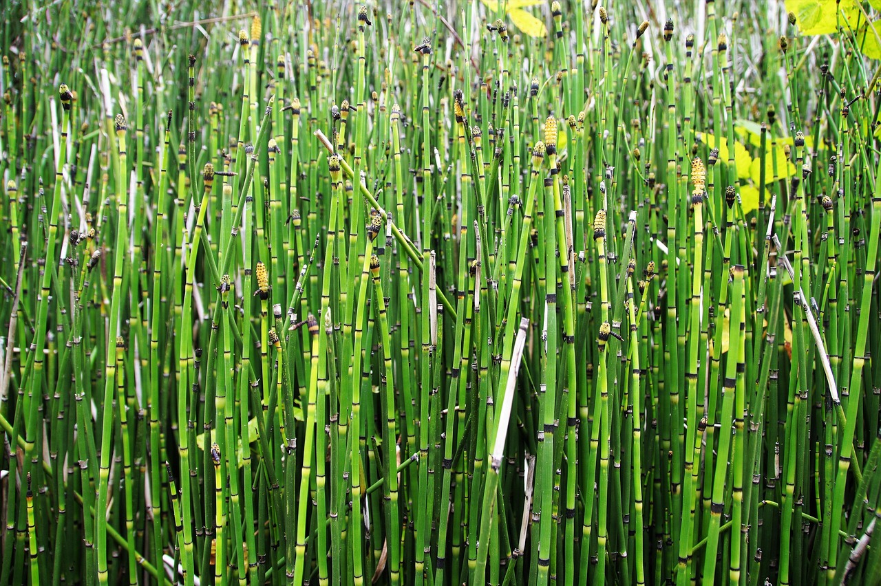 Schilf Pflanzen Gras - Kostenloses Foto auf Pixabay