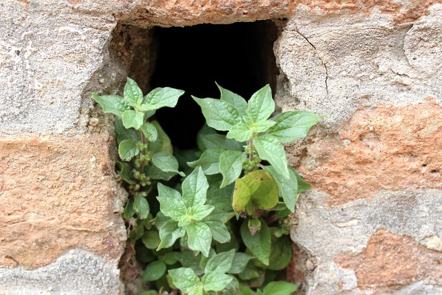 Free Nature Plant photo and picture