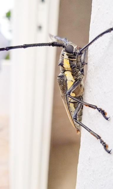 Free Coleoptera Beetle photo and picture