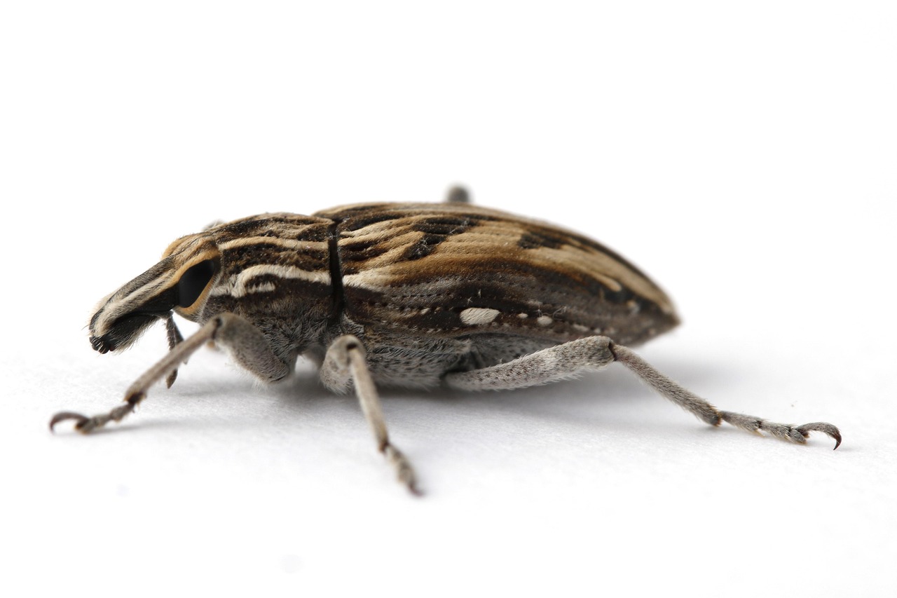 Insekt Insekten Natur - Kostenloses Foto auf Pixabay - Pixabay