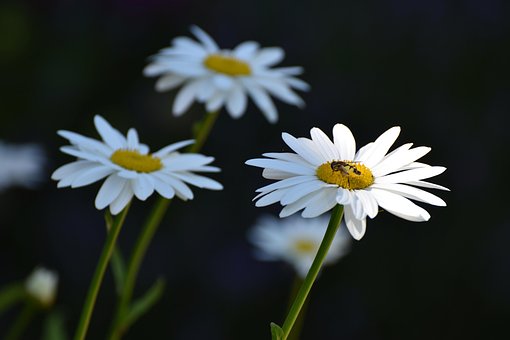 Margriet, Wit, Mooie Bloemen, Natuur