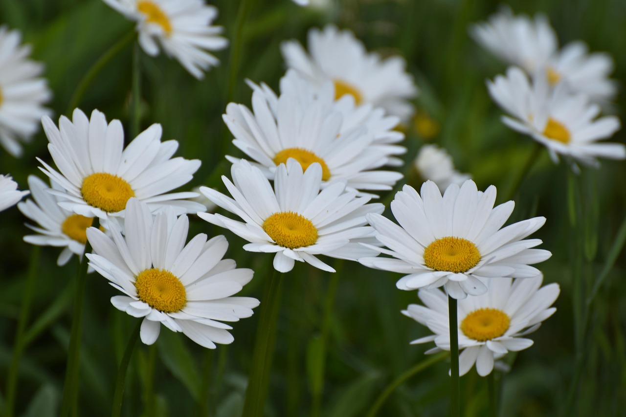 Daisies White Lots Free photo on Pixabay Pixabay