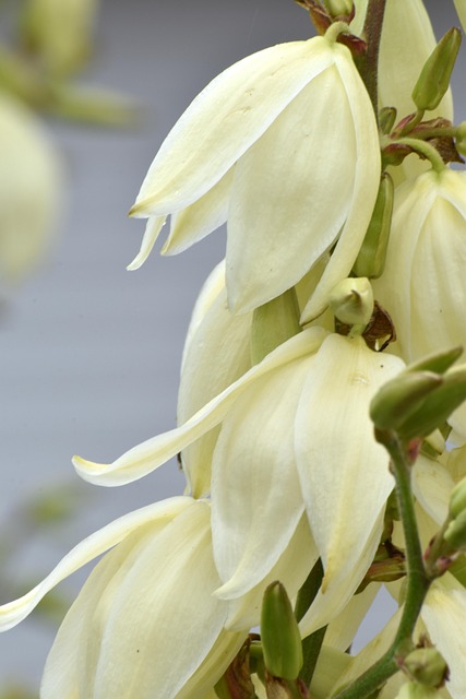 Bloem, Bloem Achtergrond, Wit, Zomer