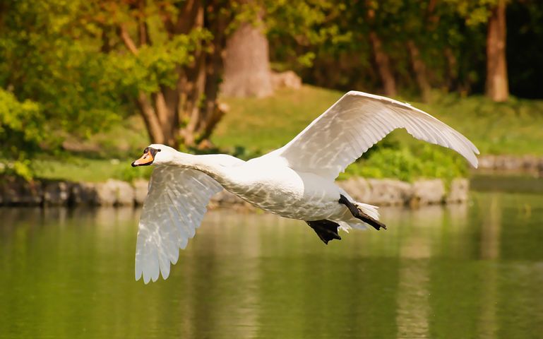 Wie Lange Kann Ein Schwan Fliegen