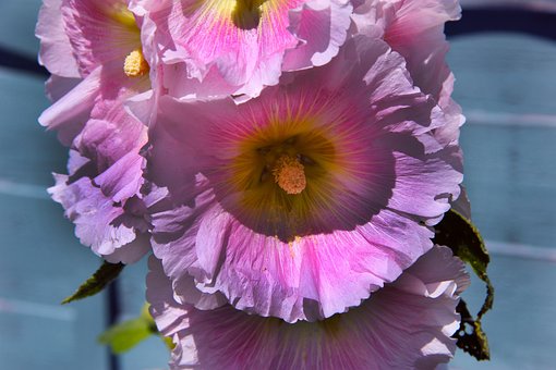 Free Hollyhocks Flowers photo and picture