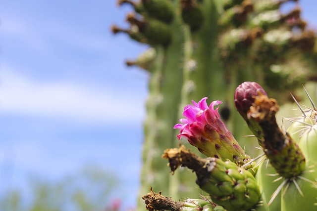 Free Cactus Flower photo and picture