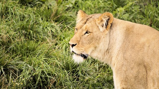 Free Lion Grass photo and picture