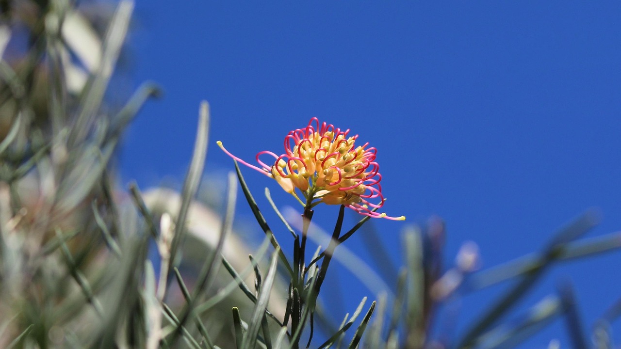 Grevillea Flower Golden Free photo on Pixabay Pixabay