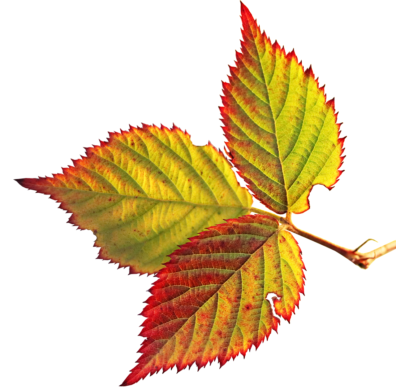 puun-lehti-syksy-karhunvatukka-ilmainen-valokuva-pixabayssa-pixabay