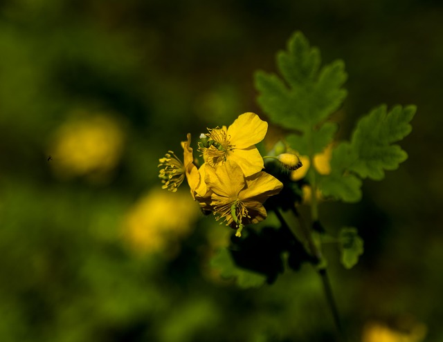 Free Wild Flower Yellow photo and picture